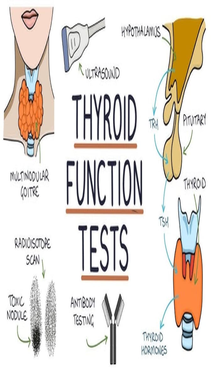 Thyroid Test Guide: Symptoms, TSH Levels, Causes & When to Get Tested